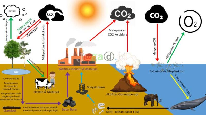 √ Siklus Karbon Pengertian Sumber Manfaat And Prosesnya 8252